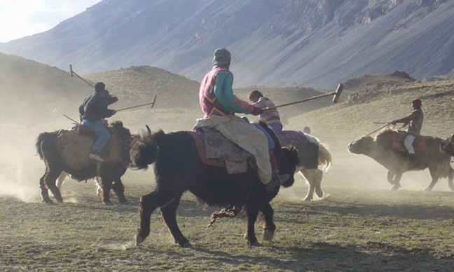 Yak Polo Yak Attack Broghill Valley Pakistan DAWN